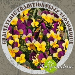 Viola Cornuta Variée Graines Sachet 0,6 G - ECLOZ - Gamm Vert