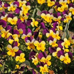 Viola Cornuta F1 Admire® Maxi Mix - Graines Baumaux