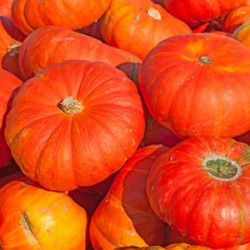 Vos Graines de POTIRON en ligne - ECOLOGIQUE ECONOMIQUE